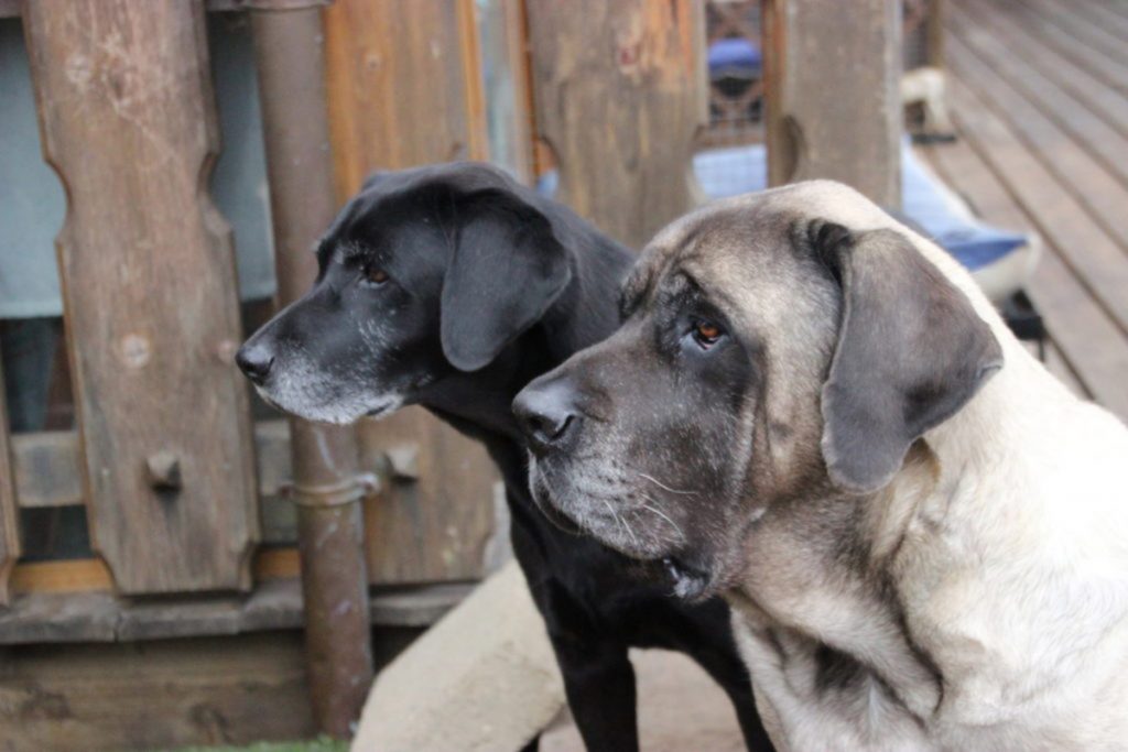 Baffi d’Argento: la prima casa di riposo per cani in Italia