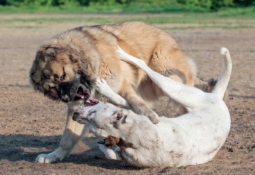 Basta maltrattamenti sugli animali. Il rapporto di Zoomafia.