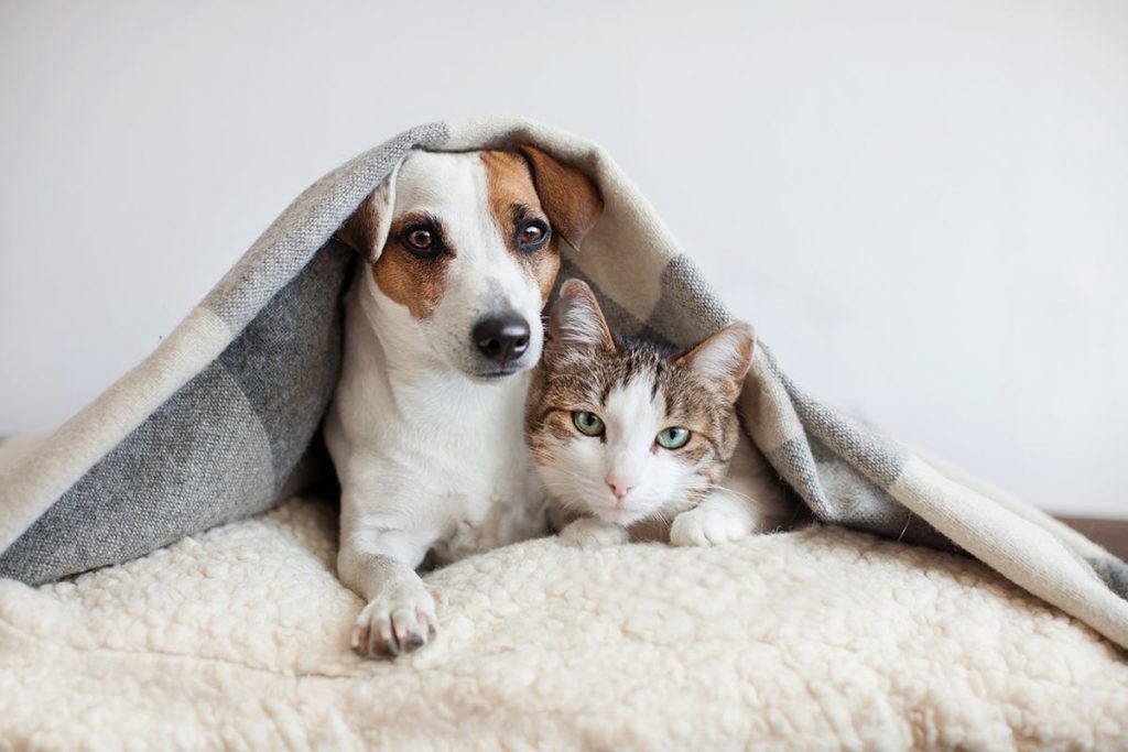 Cani e gatti: proteggiamoli! È il più bel gesto d’amore