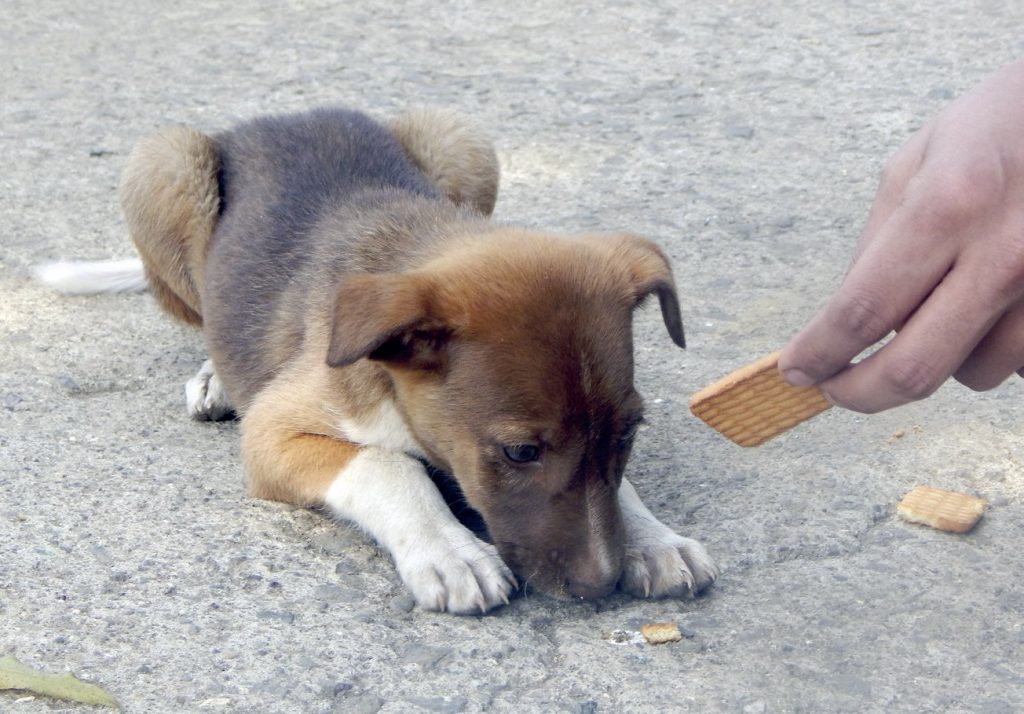 Cani e gatti dei sindaci, le ordinanze comunali sugli animali