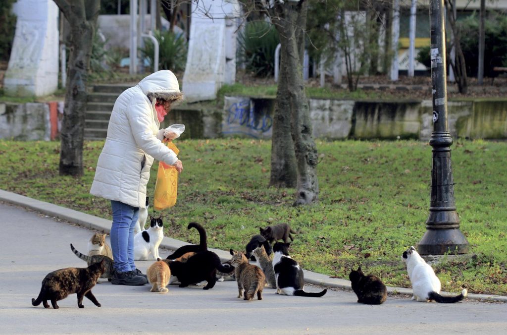 Cani e gatti dei sindaci, le ordinanze comunali sugli animali