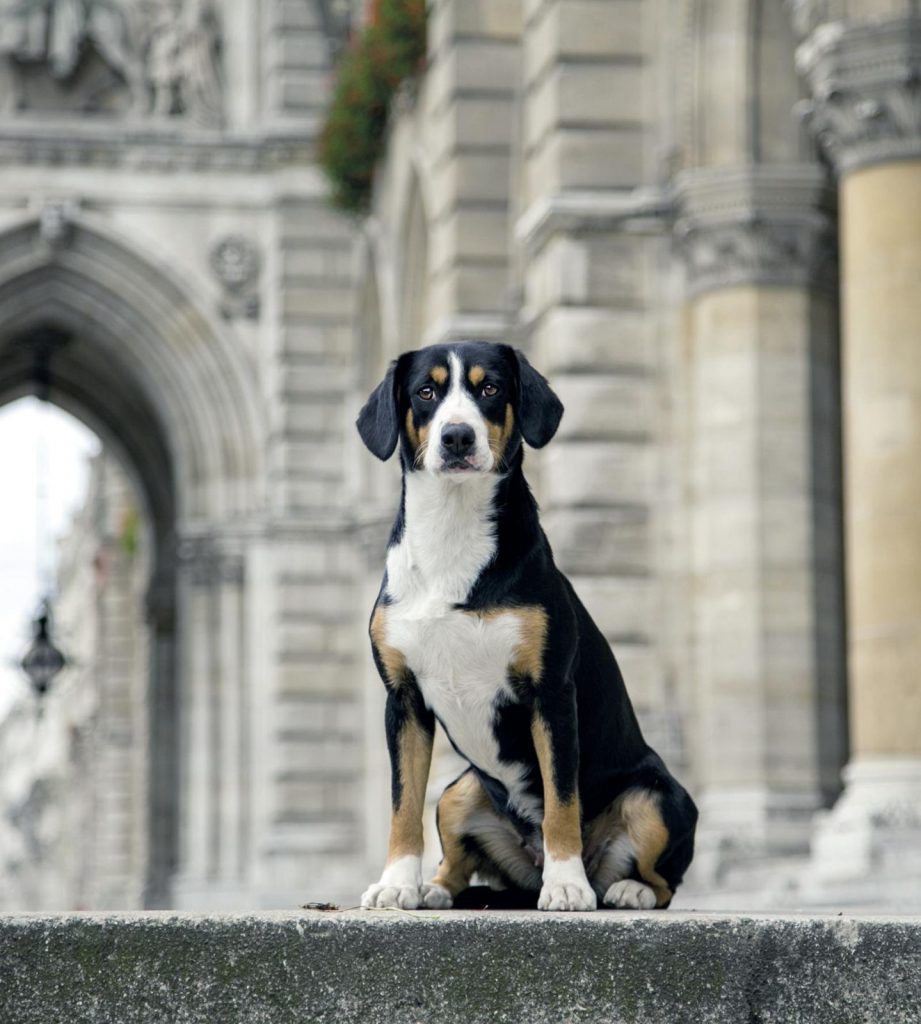 Cani e gatti dei sindaci, le ordinanze comunali sugli animali