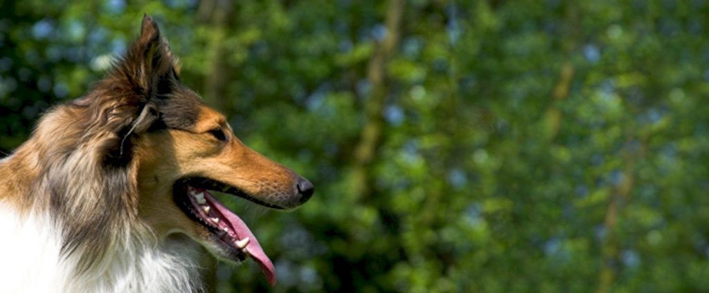 Chi sono i cani famosi della televisione? Scopriamoli insieme in occasione della Giornata Mondiale della Televisione