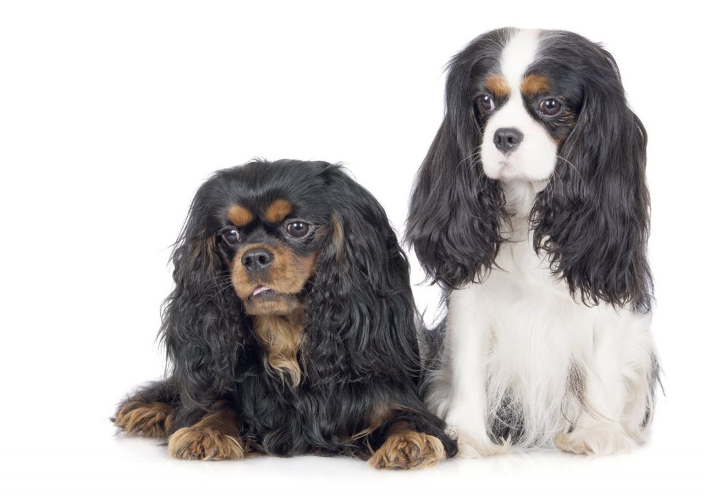 Cavalier King sguardo irresistibile