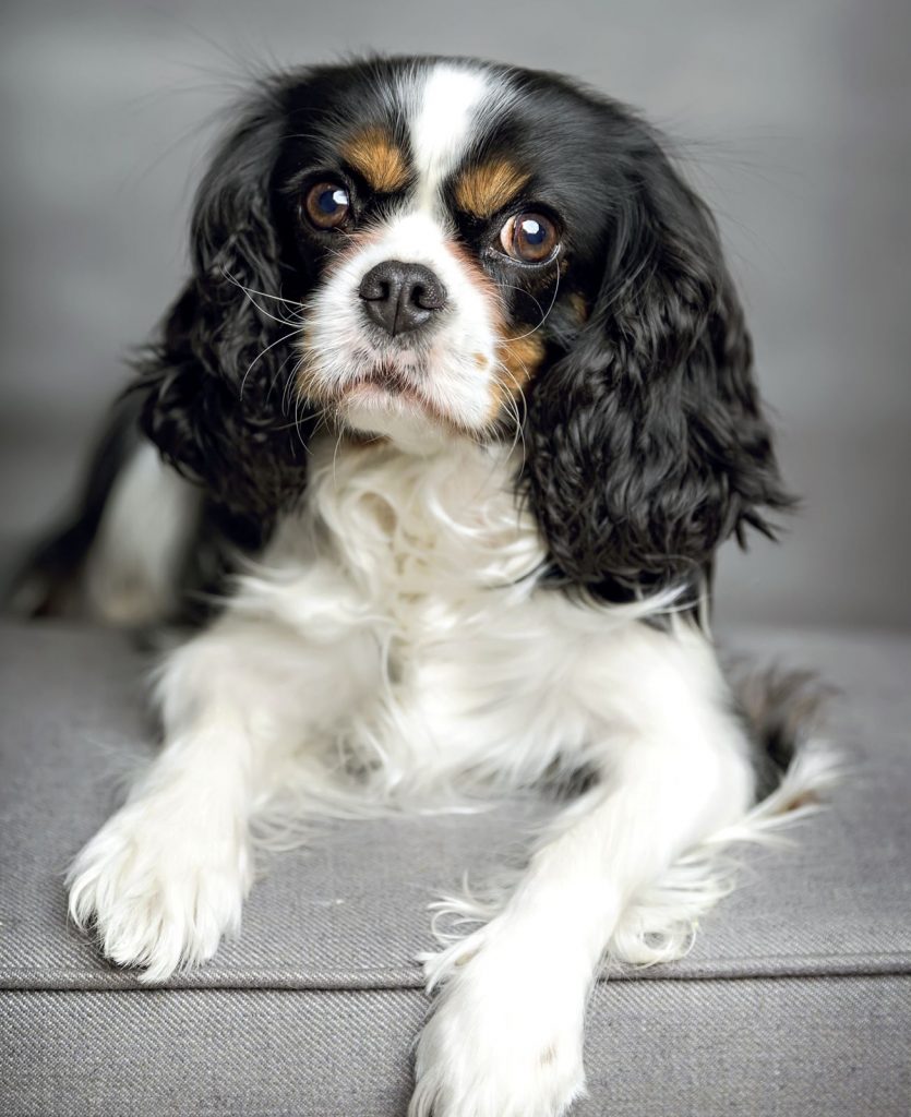 Cavalier King sguardo irresistibile