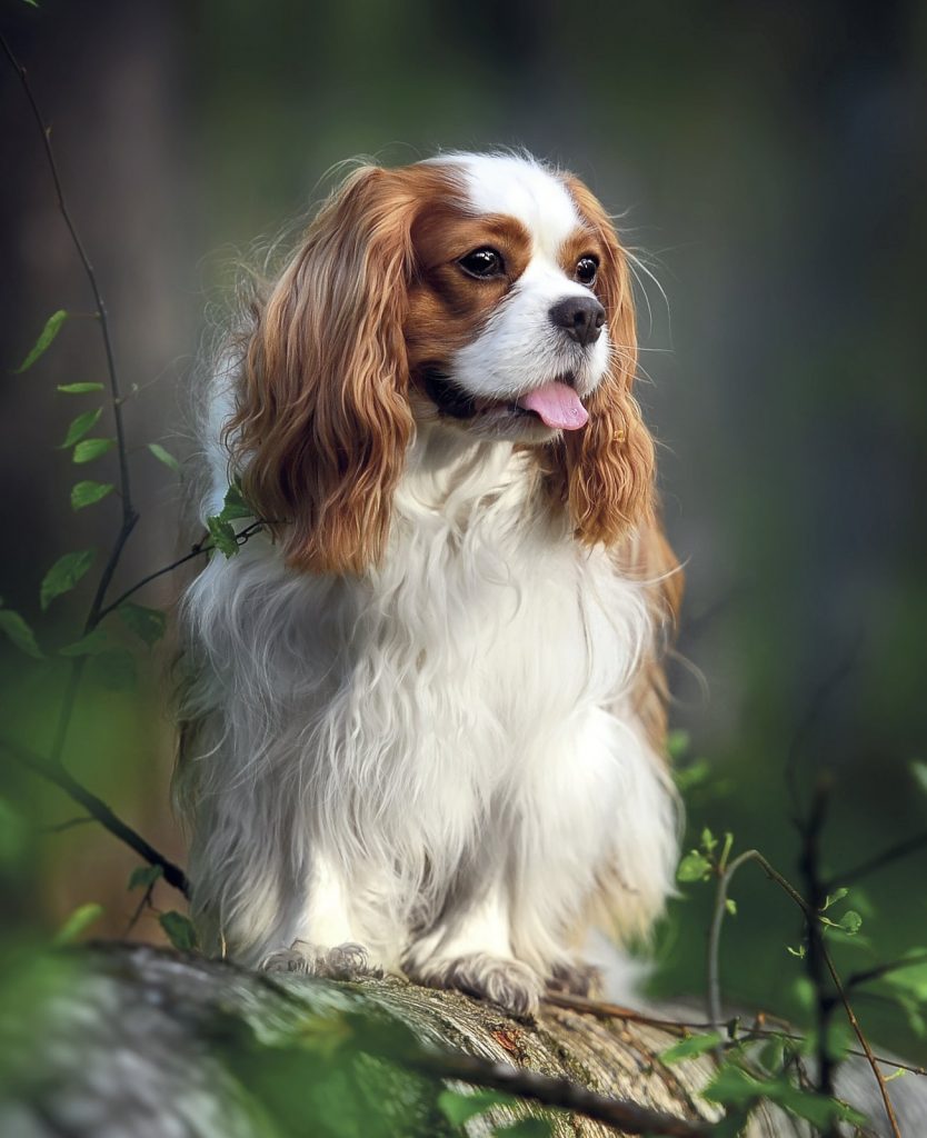 Cavalier King sguardo irresistibile