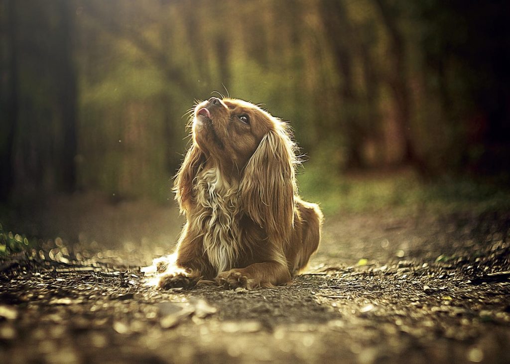 Cavalier King sguardo irresistibile