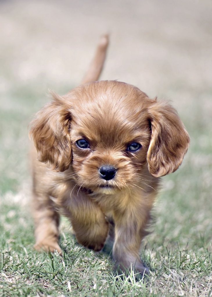 Cavalier King sguardo irresistibile