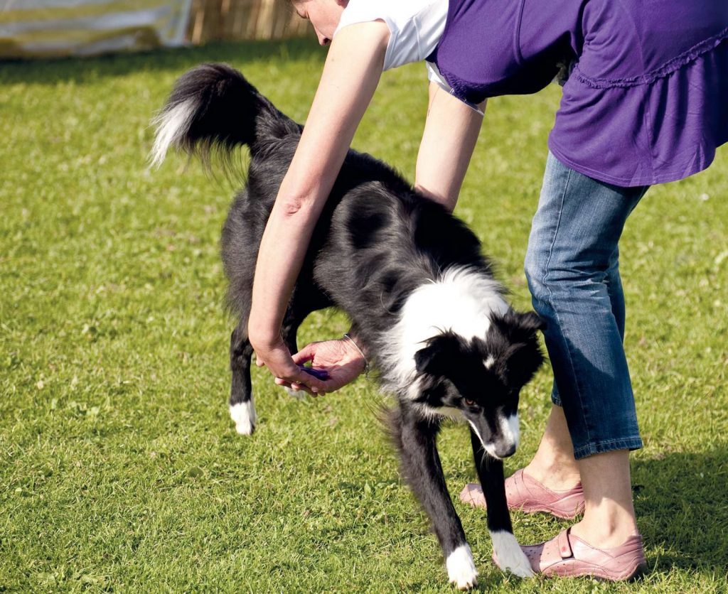 Corso di dog dance per istruttori