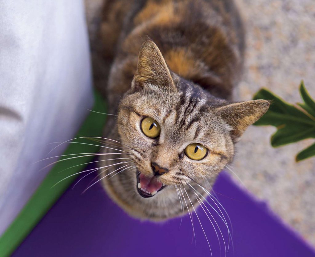 Hai un gatto chiacchierone? Come decifrare i miagolii del gatto