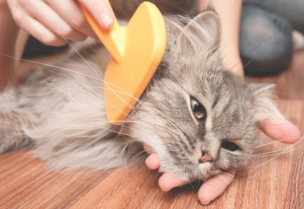 Gatto anziano, consigli per una corretta gestione