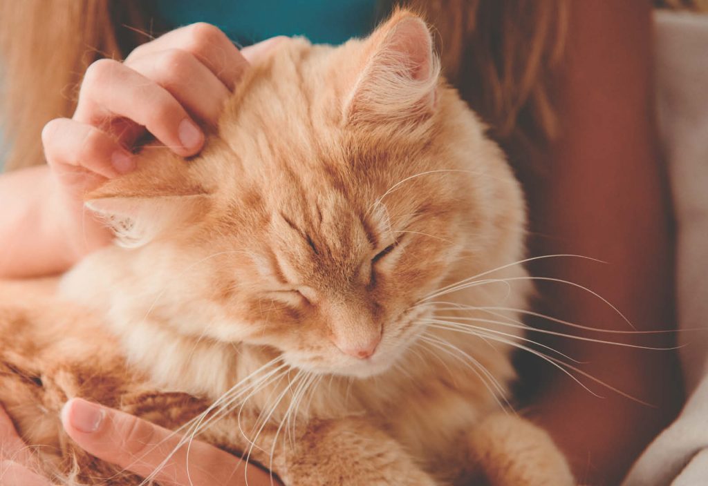 Gatto anziano, consigli per una corretta gestione