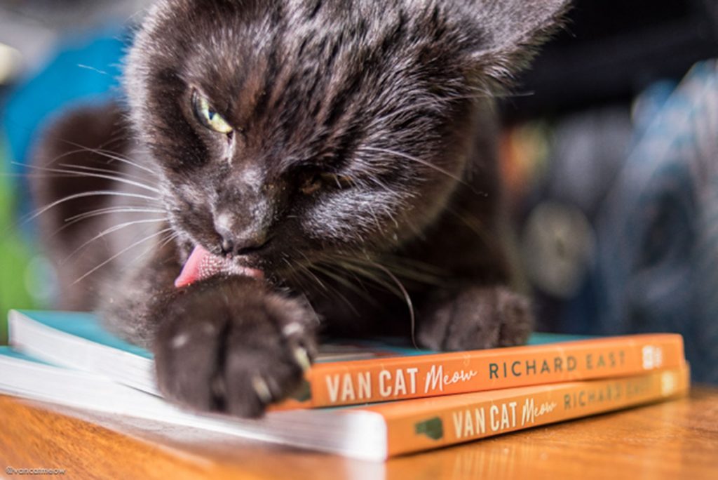 Van Cat Meow, storia di Willow il gatto viaggiatore