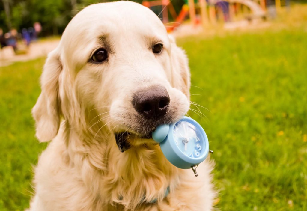 Il cane ha la percezione del tempo o fiuta il tempo?