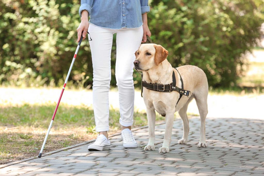 Con “Insieme per gli animali” sostieni i cani guida dei Lions