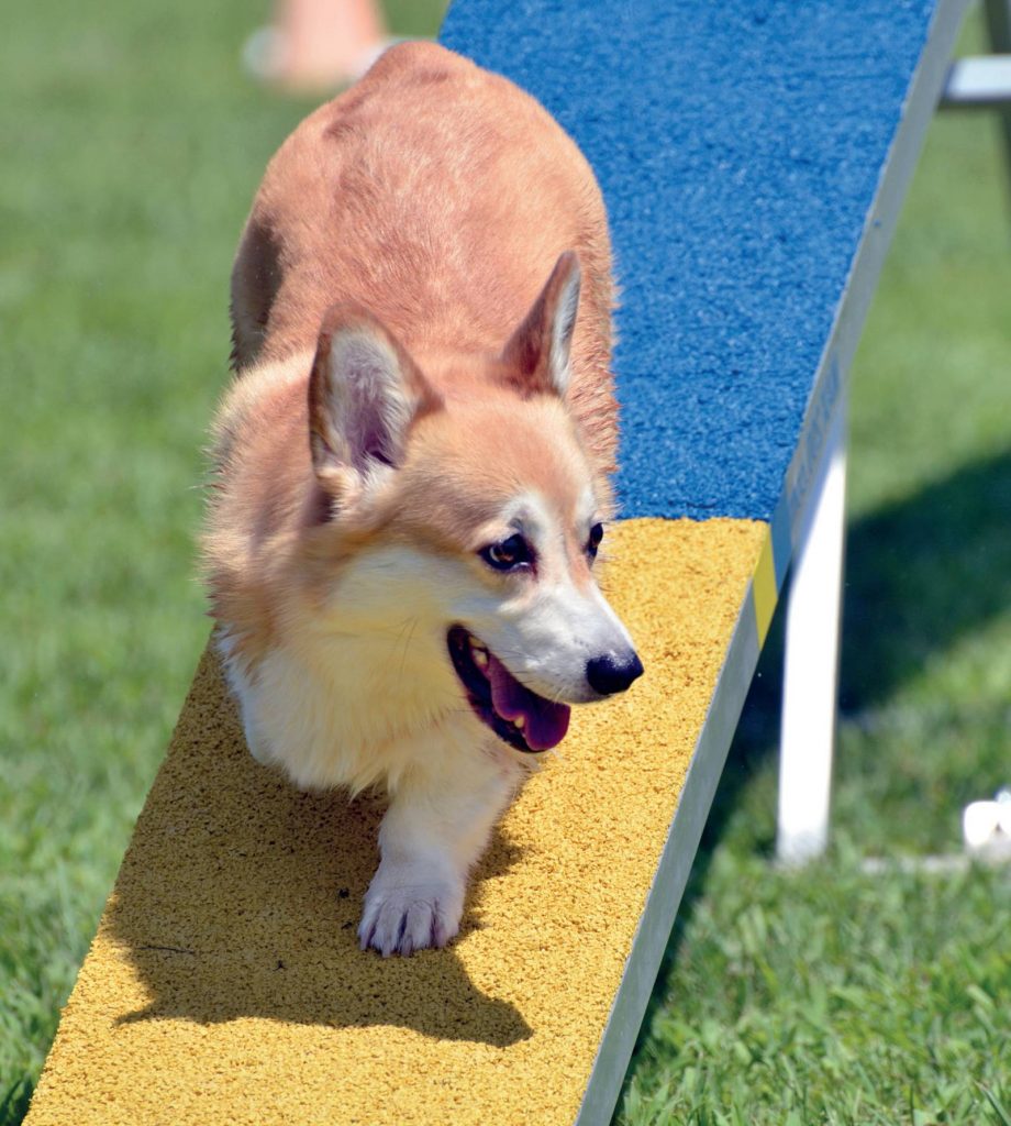 See Saw: il tormento canino dell'agility