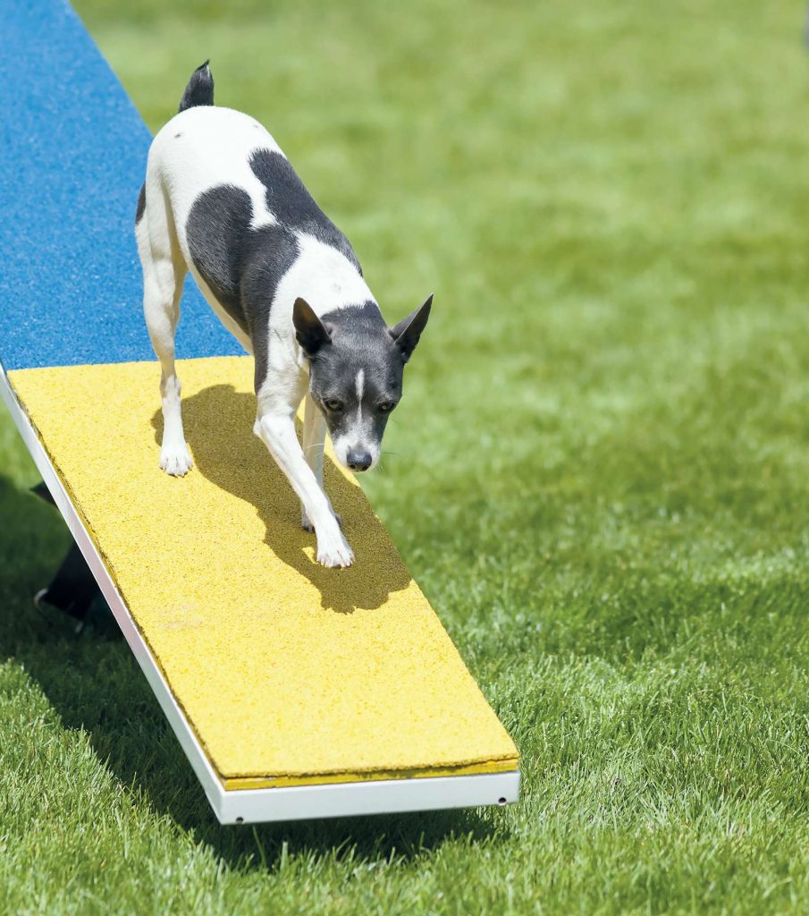 See Saw: il tormento canino dell'agility