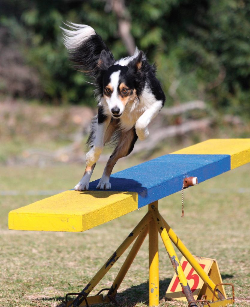 See Saw: il tormento canino dell'agility