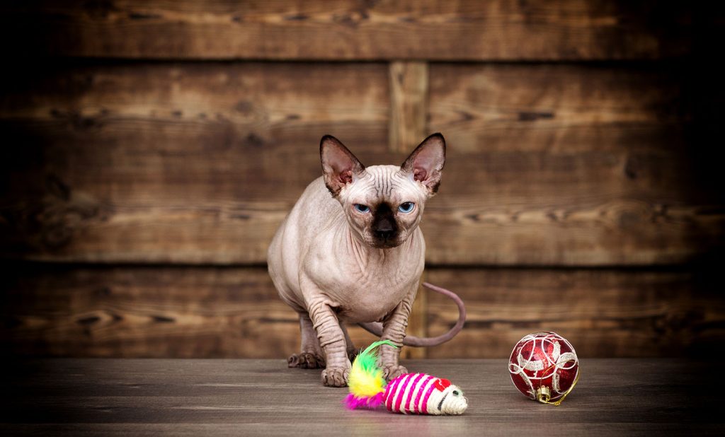 Il gatto di Cristiano Ronaldo è un Canadian Sphynx