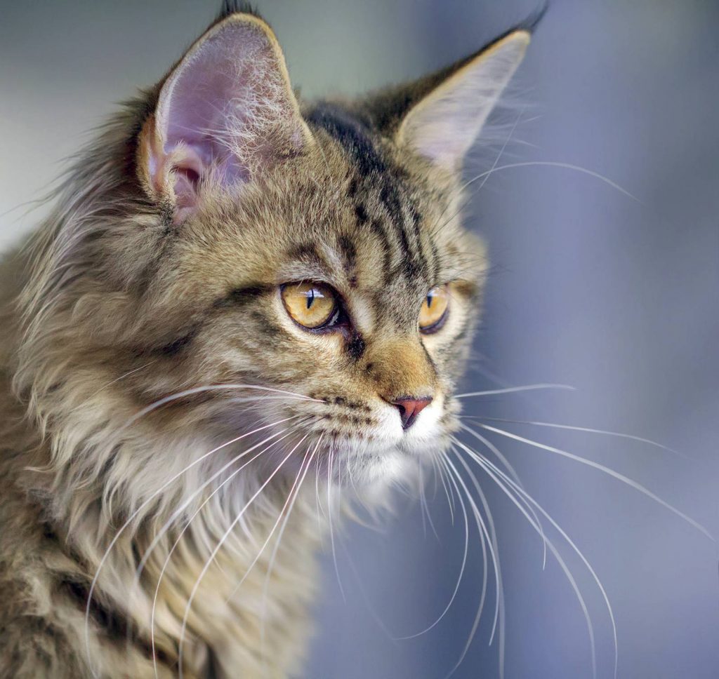 Maine Coon gatto gigante del Maine