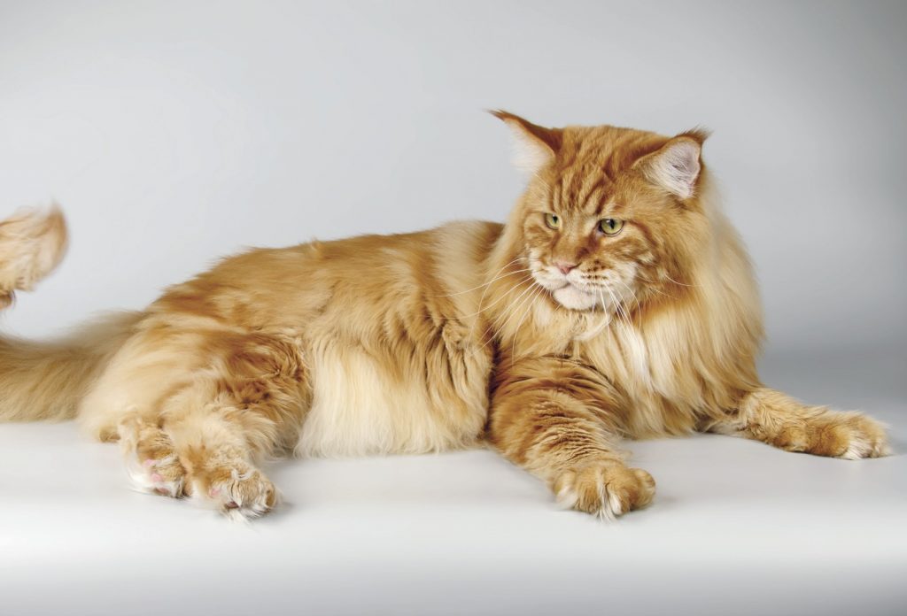 Maine Coon gatto gigante del Maine