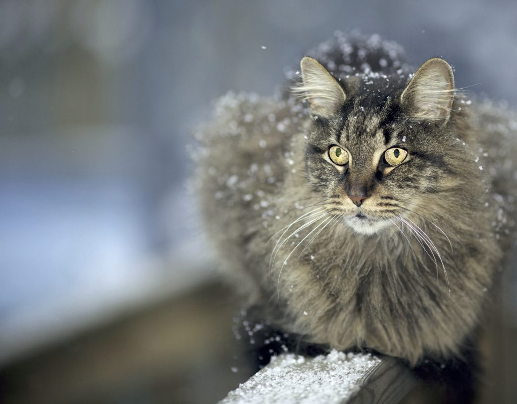 Maine Coon gatto gigante del Maine