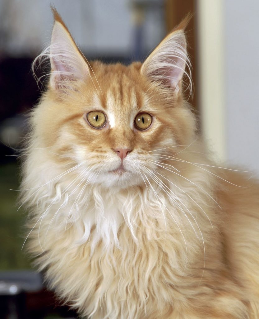 Maine Coon gatto gigante del Maine