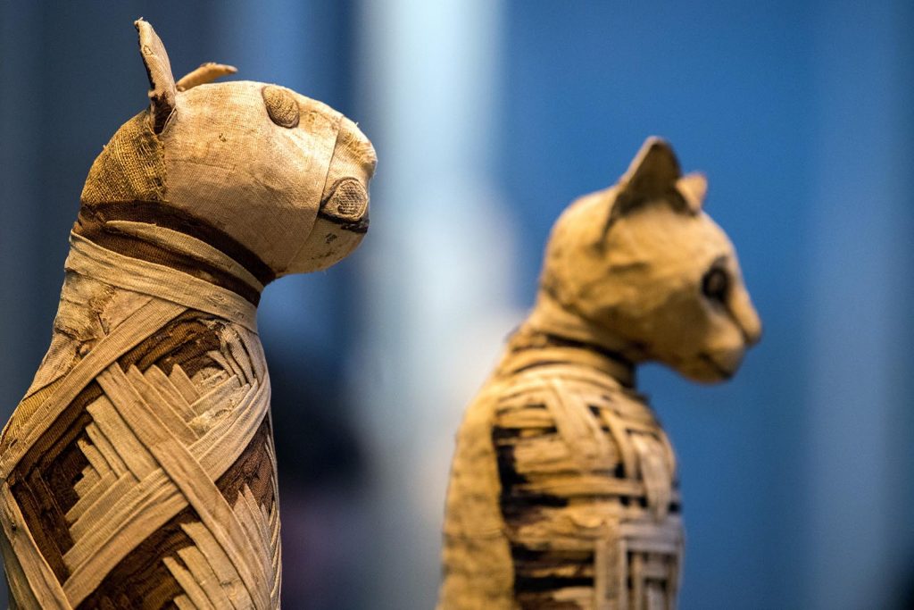 Mummie di gatti e scarabei: sensazionale scoperta in Egitto