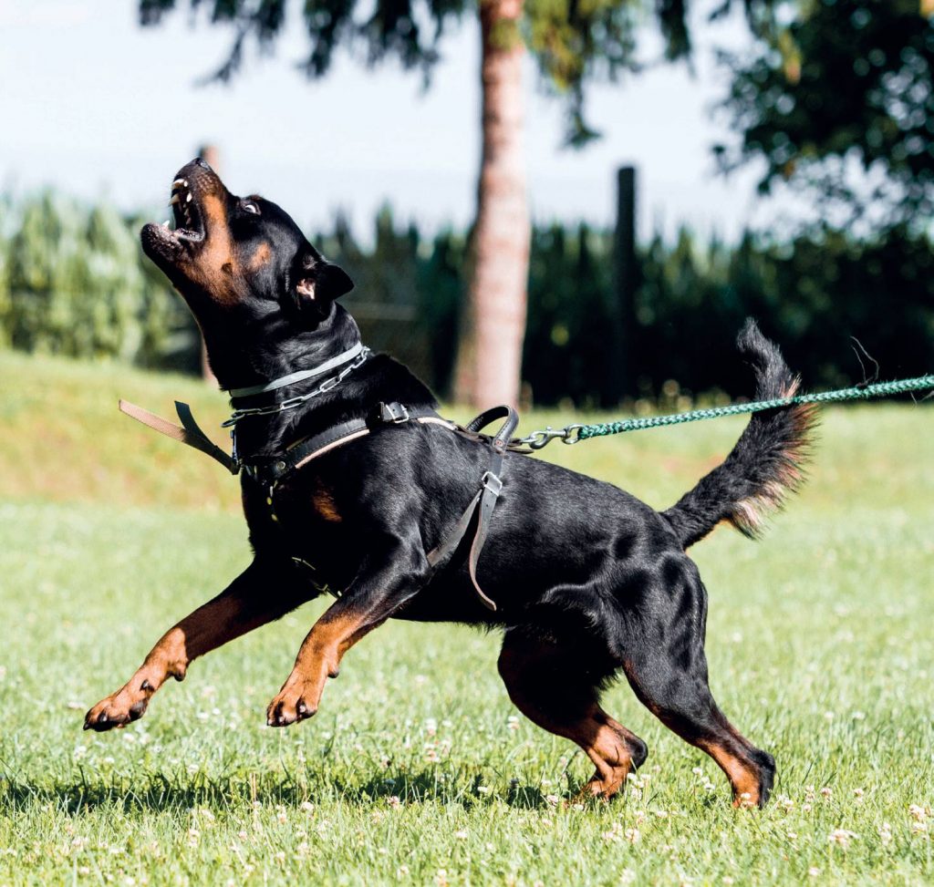 Patentino del cane, sì o no? Diritti e doveri dei proprietari di cani impegnativi e non