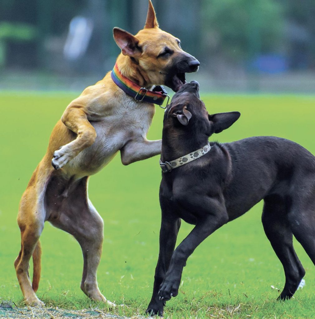 Patentino del cane, sì o no? Diritti e doveri dei proprietari di cani impegnativi e non