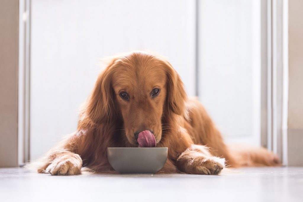 Perché il tuo cane è sensibile al cibo? La soluzione è anche nella ciotola