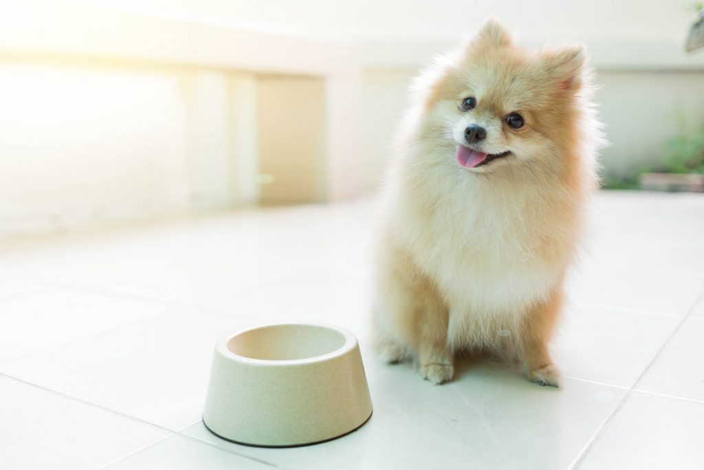 Perché il tuo cane è sensibile al cibo? La soluzione è anche nella ciotola