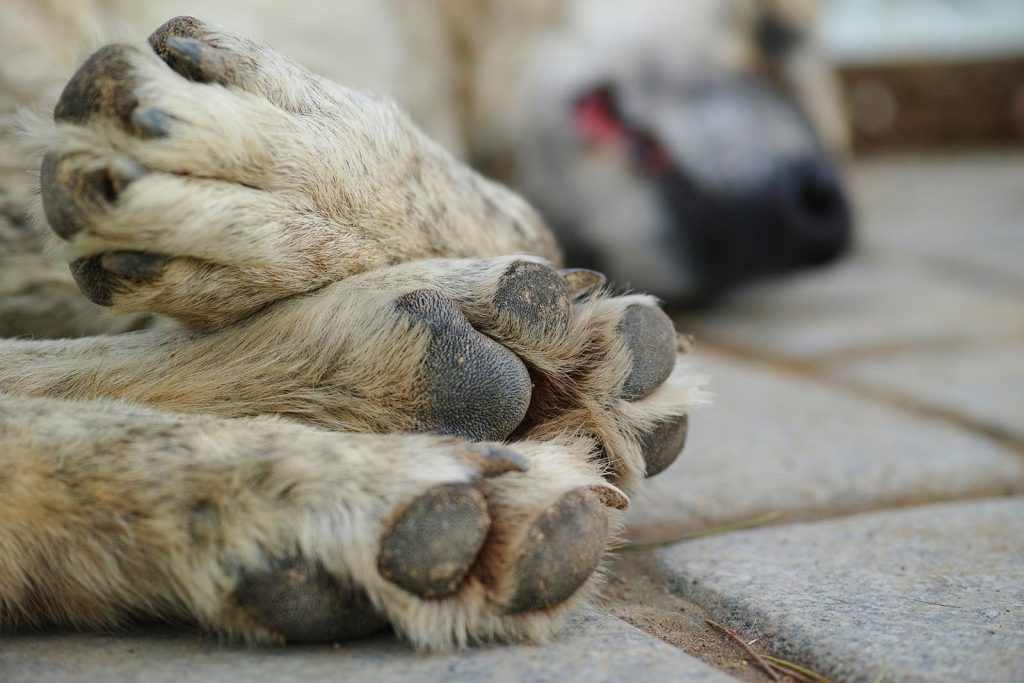 Strage di animali in Sicilia: più di 400 morti sepolti dal fango