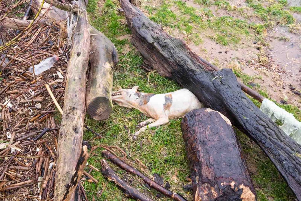 Strage di animali in Sicilia: più di 400 morti sepolti dal fango