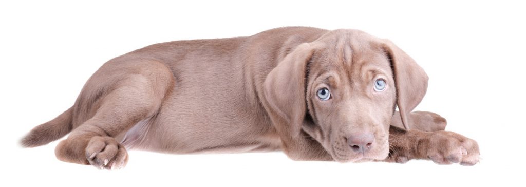 Weimaraner, il fantasma grigio