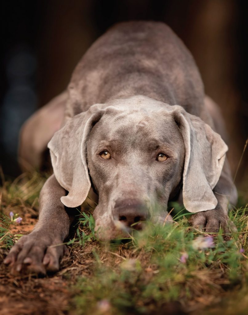 Weimaraner, il fantasma grigio