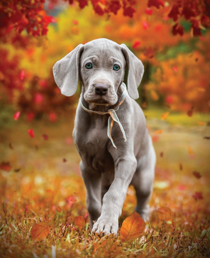 Weimaraner, il fantasma grigio