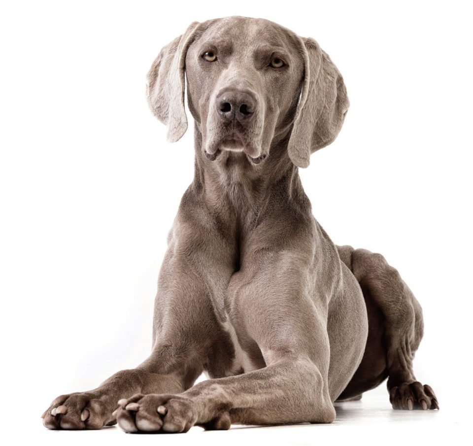 Weimaraner Quattro Zampe