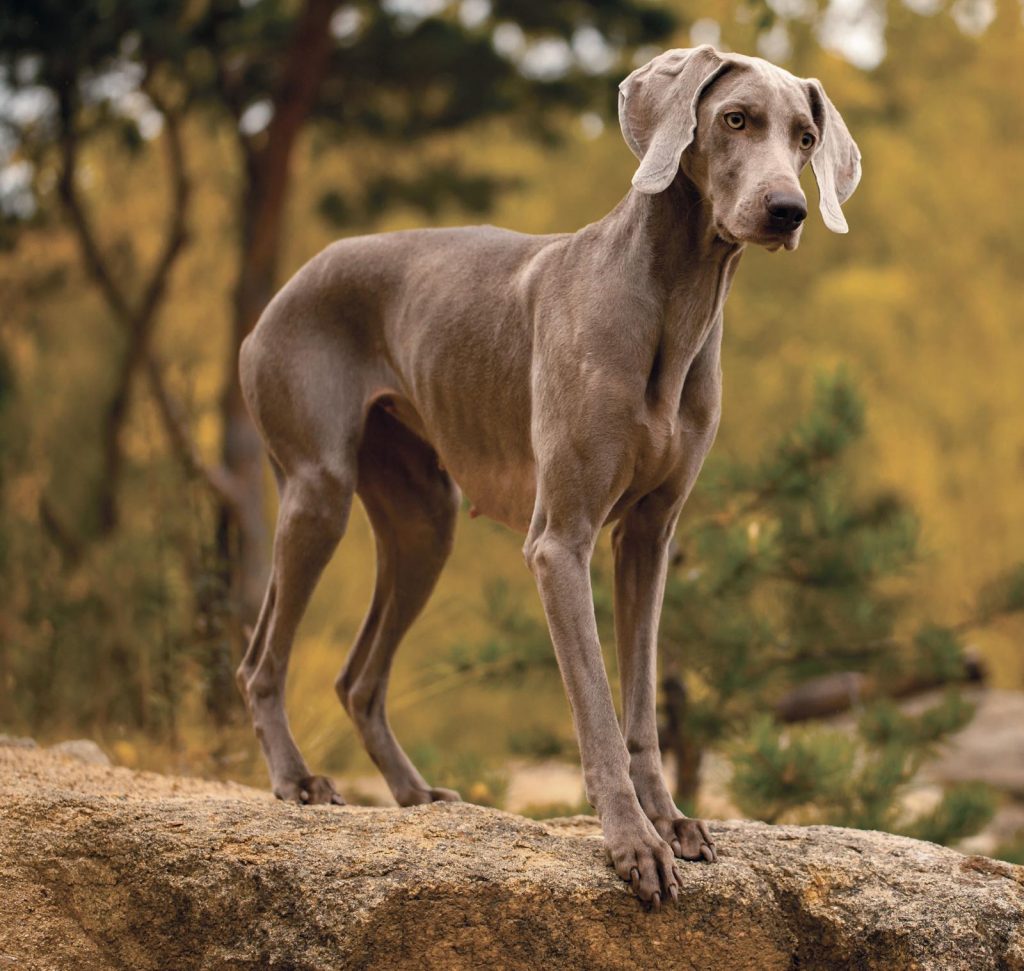 Weimaraner, il fantasma grigio