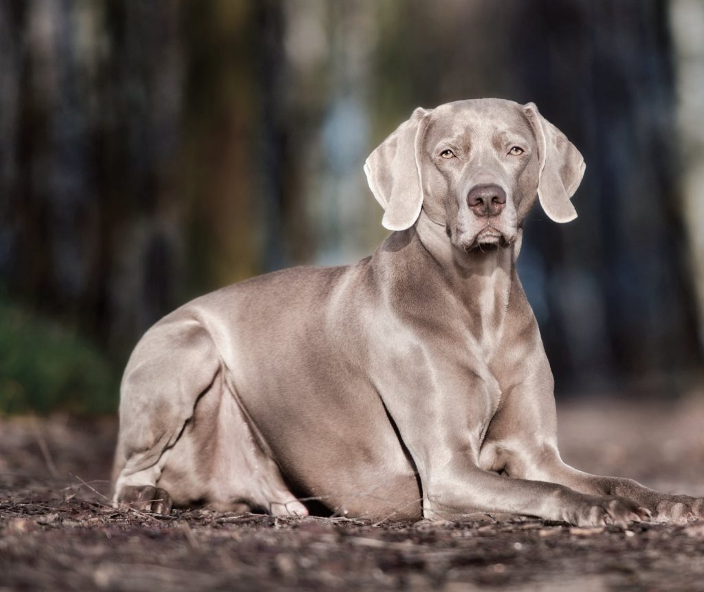 Weimaraner, il fantasma grigio