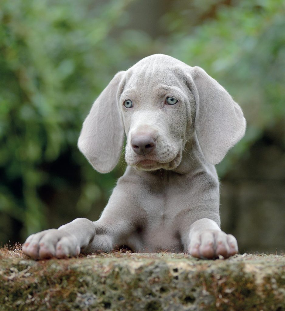 Weimaraner, il fantasma grigio