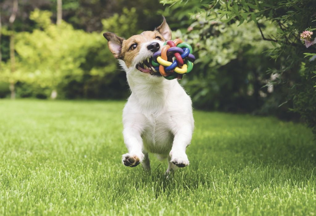 I 5 comportamenti più strani dei cani