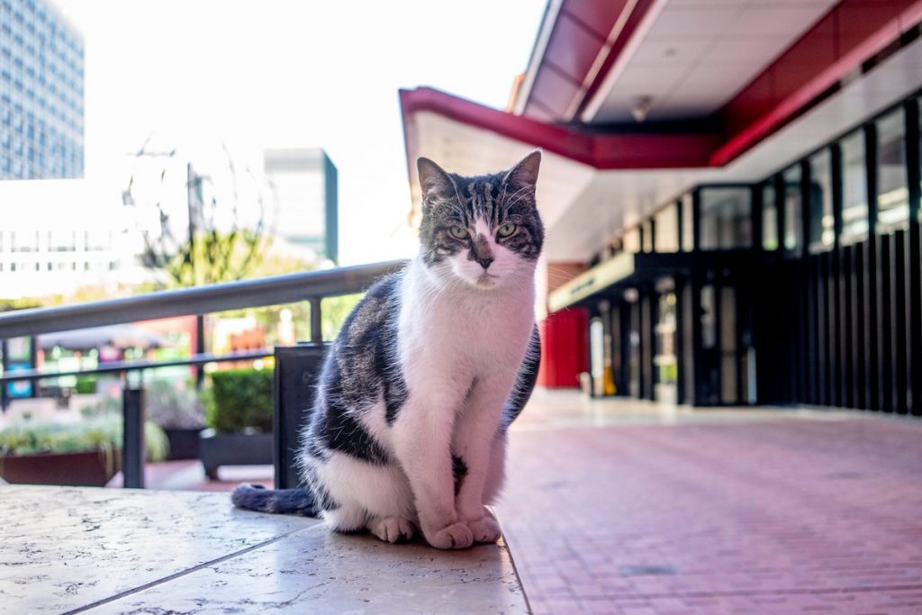 La British Library presenta "Cats on the Page", una mostra dedicata ai gatti nella letteratura