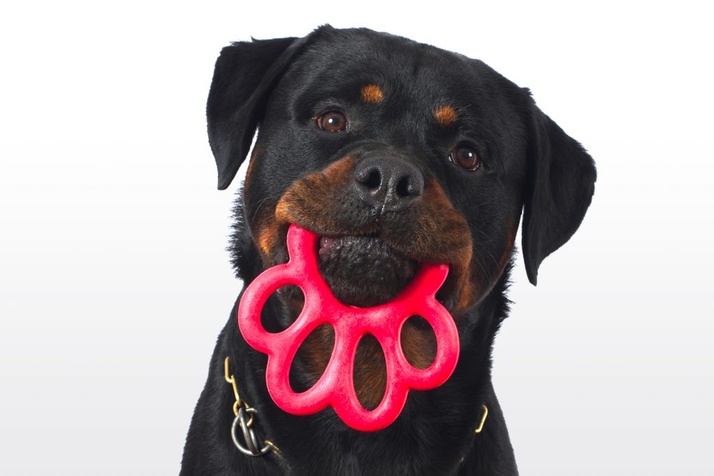Orma, il gioco per cani a forma di zampa che diventa un portaguinzagli