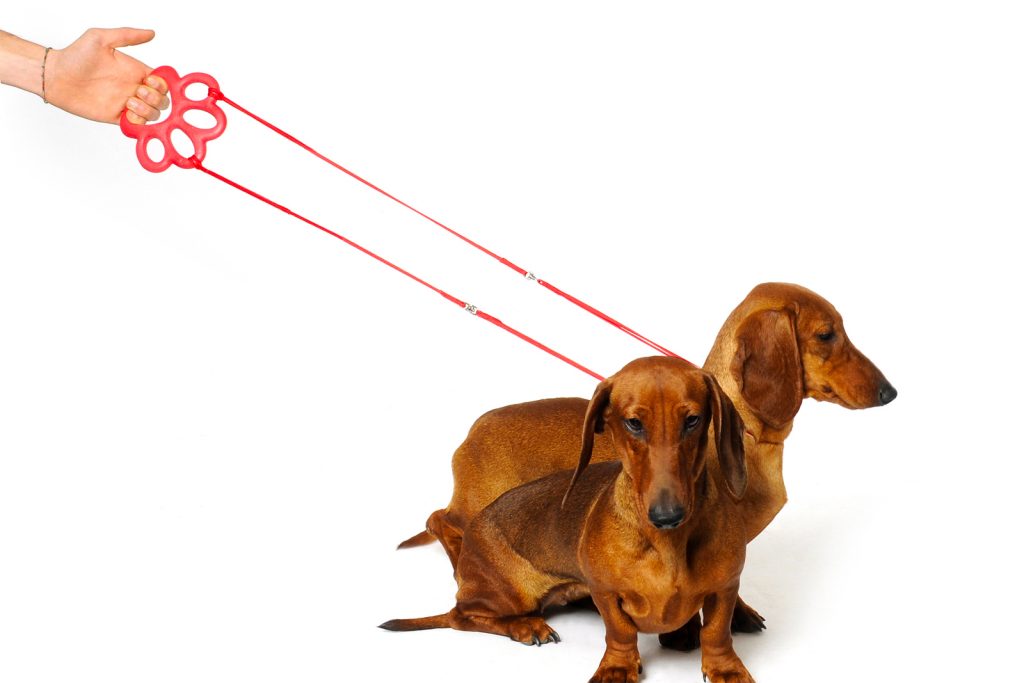 Orma, il gioco per cani a forma di zampa che diventa un portaguinzagli