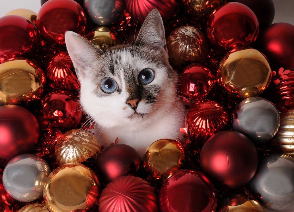 Albero Di Natale E Gatto Come Fare.L Albero Di Natale A Prova Di Gatto Quattro Zampe