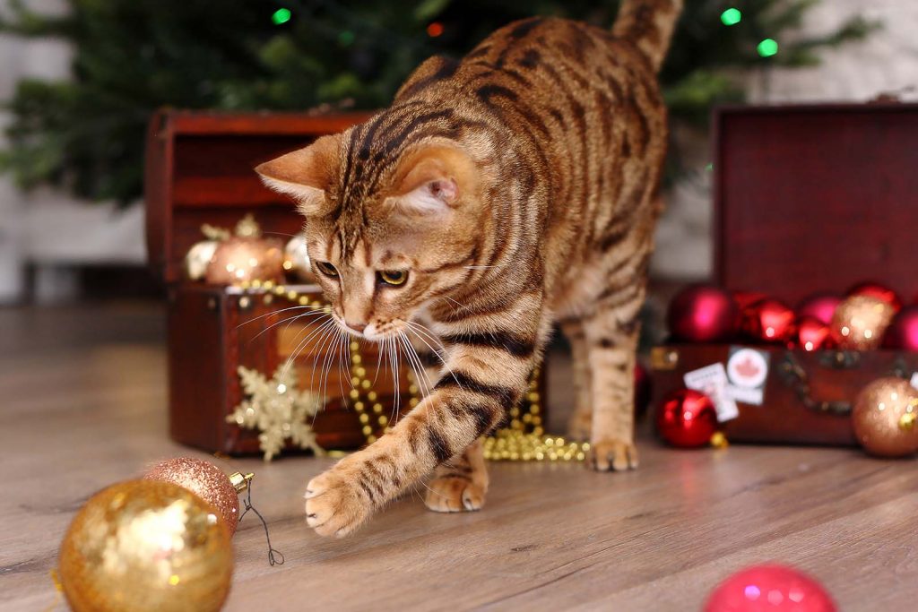 Albero Di Natale E Gatto Come Fare.L Albero Di Natale A Prova Di Gatto Quattro Zampe