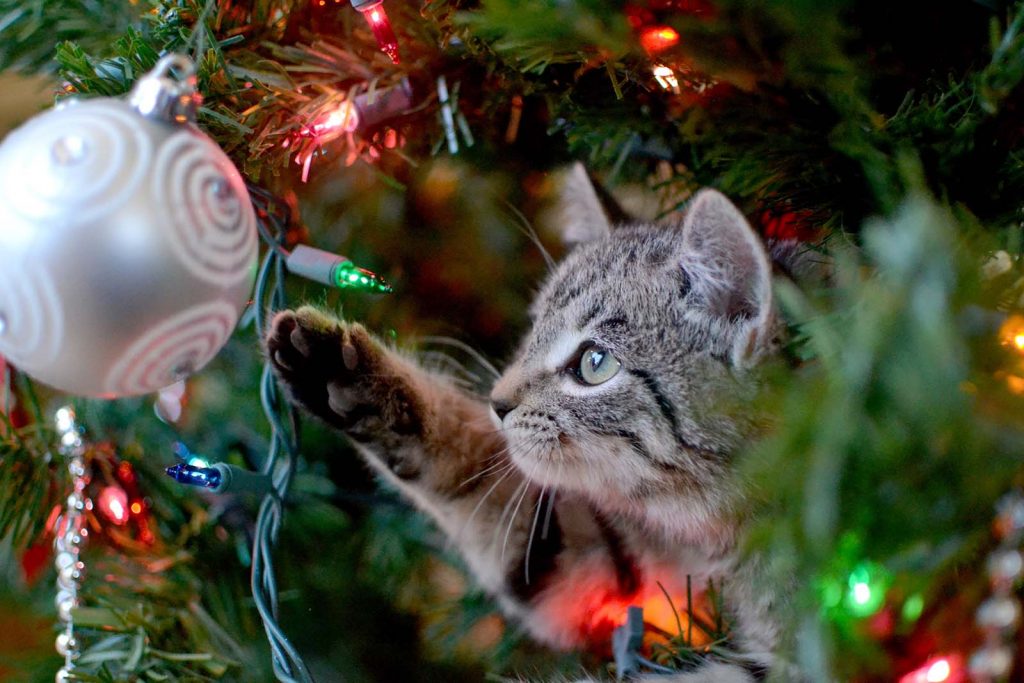L’albero di Natale a prova di gatto
