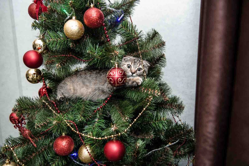 Foto Di Gatti Di Natale.L Albero Di Natale A Prova Di Gatto Quattro Zampe