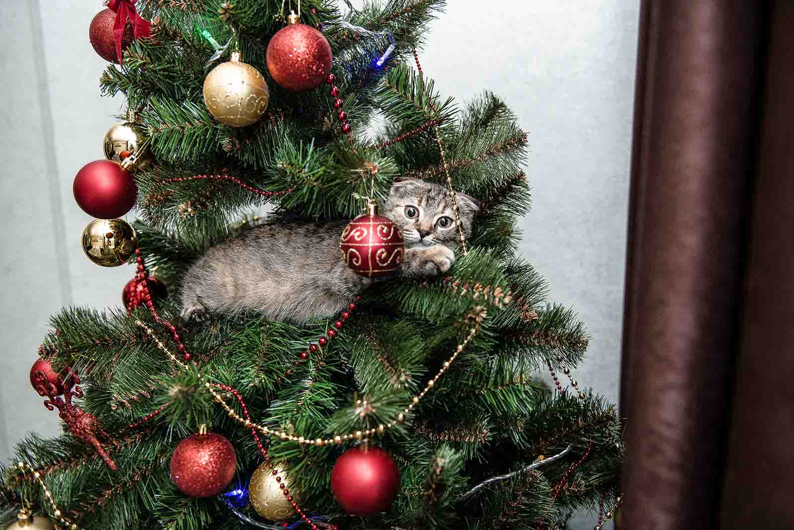 L’albero di Natale a prova di gatto - Quattrozampe